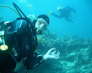 Hedgehog Divers - Sandra Neumann